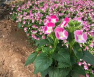 不同種類(lèi)花卉對(duì)肥料的需求有哪些差異？