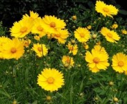 宿根花卉品種特色有哪些？